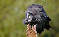 Great grey owl (Strix nebulosa)